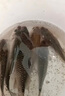 一味NEX釣箱配件拉餌盤(pán)加厚坐墊通用釣箱配件 拉餌盤(pán)【強磁分鉤】 曬單實(shí)拍圖