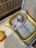 喵然心動(dòng)【視頻選寵】 小狗幼犬純種寵物狗狗活幼體小狗寵舍直發(fā) 寵物級 【泰迪】 曬單實(shí)拍圖