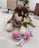 祥記萌奇純種阿拉斯加幼犬大骨架雪橇犬黑桃黑十紅桃紅十灰桃灰十狗狗活體 寵物級 灰 曬單實(shí)拍圖