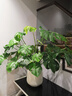 雙盟大葉綠蘿柱盆栽客廳大型綠植辦公室內綠籮除甲醛1.4-1.5m源頭直發(fā) 曬單實(shí)拍圖