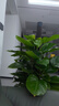 愛(ài)優(yōu)尚大葉綠蘿柱盆栽客廳大型綠植辦公室內除甲醛凈化空氣綠籮源頭直發(fā) 曬單實(shí)拍圖