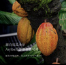 SOILETA生可可粉150g cacao未堿化咖啡牛奶伴侶不加蔗糖烘焙生酮沖飲 曬單實(shí)拍圖