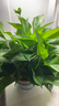 雙盟綠蘿盆栽除甲醛花卉綠植辦公室新房?jì)艋諝?80加侖2盆裝源頭直發(fā) 曬單實(shí)拍圖