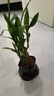 富貴竹盆栽植物室內(nèi)凈化空氣綠植荷花竹辦公室桌面四季好養(yǎng)小盆栽 荷花竹+節(jié)節(jié)高升盆+圓底座【1盆】 盆口直徑約8cm 曬單實拍圖