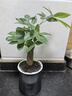京云夢(mèng)單桿發(fā)財樹(shù)盆栽鴨腳木迷你室內盆景辦公室好養繁星吸水盆源頭直發(fā) 曬單實(shí)拍圖