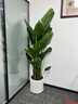 臨雅【同城小時(shí)達】發(fā)財樹(shù)盆栽喬遷開(kāi)業(yè)送禮大綠植門(mén)店配送擺放植物 【2小時(shí)達】天堂鳥(niǎo)1.5-1.7米【瓷盆隨機】 曬單實(shí)拍圖