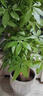 臨雅[同城2小時(shí)達]開(kāi)業(yè)送禮特級發(fā)財樹(shù)天堂鳥(niǎo)綠植大盆栽花卉喬遷植物 【2小時(shí)達】步步高發(fā)財樹(shù)1.6-1.8米【福字盆】 曬單實(shí)拍圖