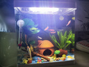 異景園魚(yú)缸卡通造景套餐微景觀(guān)童話(huà)創(chuàng  )意裝飾擺件樹(shù)脂水草缸布景躲避屋 套餐八 曬單實(shí)拍圖