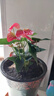 水培紅掌盆栽帶花鴻運當頭一帆風(fēng)順易活四季開(kāi)花卉綠植物室內好養 【爆款好貨】特級紅掌7-10花（原盆）+營(yíng)養液 含盆 曬單實(shí)拍圖