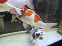 魚(yú)之眼魚(yú)缸納米鋁合金氣泡條氧氣條靜音增氧泵霧化氣泡石長(cháng)條氣條石雙排 【雙排】70cm鋁合金條 曬單實(shí)拍圖