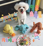HELLOJOY狗狗玩具耐咬磨牙幼犬狗狗毛絨發(fā)聲自嗨解悶神器中小型犬寵物用品 曬單實(shí)拍圖