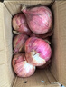 京鮮生 河南紫皮洋蔥帶皮 凈重5斤 單果300g+ 新鮮蔬菜源頭直發(fā) 曬單實(shí)拍圖