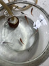 觀(guān)背青鳉淡水觀(guān)賞魚(yú)魔法魚(yú)冷水魚(yú)小錦鯉不打氧不加溫活體寵物包郵 混搭2-3cm10+2防損包含星光 曬單實(shí)拍圖