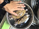 往牧梭子蟹 舟山野生超大螃蟹 可清蒸 海蟹飛蟹 新鮮冷凍 海蟹水產(chǎn) 【可清蒸】特大單只7-9兩凈重8斤 曬單實(shí)拍圖