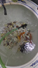 坤寧王白點(diǎn)凈魚(yú)藥錦鯉鸚鵡魚(yú)斗魚(yú)金魚(yú)水霉病白毛小瓜蟲(chóng)白點(diǎn)爛尾爛肉專(zhuān)用 曬單實(shí)拍圖