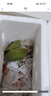 小太陽(yáng)鸚鵡純手養雛鳥(niǎo)斷奶黃邊鳳梨肉桂綠頰鸚鵡會(huì )說(shuō)話(huà)親人寵物鳥(niǎo) 鳳梨雛鳥(niǎo)（帶卡）包活到家 曬單實(shí)拍圖
