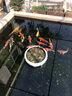百因美（BIOZYM）魚(yú)缸過(guò)濾棉加厚羊絨高密度生化棉魚(yú)池凈水水族箱海綿凈化過(guò)濾材料 30*120cm羊絨過(guò)濾棉【2片裝】 曬單實(shí)拍圖