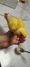 凡賽爾（VERSELE-LAGA）比利時(shí)進(jìn)口凡賽爾A21鸚鵡奶粉A19幼鳥(niǎo)專(zhuān)用牡丹玄鳳和尚灰機雀繁育 A21(800g)高蛋白低脂奶粉-保質(zhì)期26年8月 曬單實(shí)拍圖