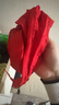 晨光生活文具小學(xué)生紅領(lǐng)巾少先隊員國標純棉紅領(lǐng)巾標準耐變色柔軟批發(fā)學(xué)習用品1.2米/1條ASCN9540 曬單實(shí)拍圖