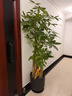 發(fā)財樹(shù)大型綠植辦公室內客廳金錢(qián)樹(shù)步步高招財盆栽喬遷開(kāi)業(yè)送禮 【招財進(jìn)寶】1.3-1.5米步步高發(fā)財樹(shù)福字款 曬單實(shí)拍圖