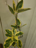 大型盆栽各種植物發(fā)財樹(shù)金錢(qián)樹(shù)綠蘿慶典喬遷盆景綠植辦公室內客廳 造型黃金榕1.1-1.3米【圓柱盆】 含盆 曬單實(shí)拍圖