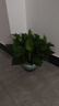雙盟綠蘿盆栽除甲醛花卉綠植辦公室新房?jì)艋諝?80加侖2盆裝源頭直發(fā) 曬單實(shí)拍圖