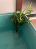 驅蚊竹柏水培植物大棵室內水養綠植花卉盆栽辦公室桌面驅蚊草好養 精選竹柏10顆+透明鉆石瓶+肥料+彩石 曬單實(shí)拍圖
