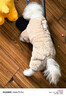 智宙泰迪衣服狗狗衣服寵物小型犬狗狗衣服秋冬季保暖比熊博美幼犬加厚 淺棕色M碼（建議4-6斤） 升級優(yōu)質(zhì)珊瑚絨-【加絨加厚】 曬單實(shí)拍圖