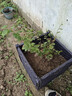 田田綠加深蔬菜種植箱特大陽(yáng)臺種菜盆花盆天臺屋頂菜園種菜種花盆長(cháng)方形 深1聯(lián)長(cháng)40寬40高39 曬單實(shí)拍圖