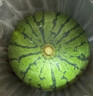 京鮮生 無(wú)籽麒麟瓜西瓜 1粒裝 單果5-6斤 生鮮水果源頭直發(fā)包郵 曬單實(shí)拍圖