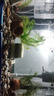 森森魚(yú)缸增氧泵水族箱氧氣泵LQE-200家用小型充氧泵4W雙孔+全套配件 曬單實(shí)拍圖