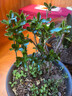 驅蚊蟲(chóng)金絲吊蝴蝶花卉綠植盆栽室內外陽(yáng)臺四季開(kāi)花 混色【濃香耐寒+驅蚊蟲(chóng)】四季開(kāi)花 花期300天10年苗【買(mǎi)一送一】開(kāi)花爆滿(mǎn) 曬單實(shí)拍圖