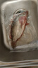 品鮮肴淡水魚(yú)生態(tài)小桂魚(yú)鱖魚(yú)桂花魚(yú)鰲花魚(yú) 漁民捕獲鮮活魚(yú)現殺水產(chǎn)生鮮 凈膛三去300-350g （1條）小桂魚(yú) 曬單實(shí)拍圖