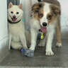 瘋狂小狗中大型犬狗糧成幼犬10kg寵物金毛彩虹魔方牛肉&青口貝犬糧20斤 曬單實(shí)拍圖