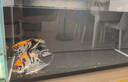 米家（MIJIA）小米米家智能生態(tài)魚(yú)缸還原自然生態(tài)補倉一次三月無(wú)憂(yōu)出差旅行必備 曬單實(shí)拍圖