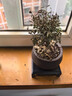 小葉赤楠植物盆栽四季常綠易養活凈化空氣驅蚊蟲(chóng)助眠M(jìn)R 赤楠＋海納百川陶瓷盆＋底座＋苔蘚 曬單實(shí)拍圖