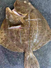 果勛超大號多寶魚(yú)凈重3-3.6斤共3條海捕鮮活冷凍比目鰈魚(yú)海鮮水產(chǎn)魚(yú)類(lèi) 曬單實(shí)拍圖