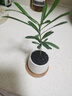 八芽迷你盆栽綠植室內桌面辦公室好養花卉小盆景四季常青植物凈化空氣 羅漢松-白小雪梨盆-竹底托 帶盆栽好 曬單實(shí)拍圖