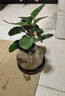 八芽盆栽小盼菩提樹(shù)植物室內禪意盆景辦公室桌面好養綠植源頭直發(fā)包郵 蓮花盆菩提（含紫砂托盤(pán)） 曬單實(shí)拍圖