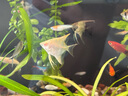 神仙魚(yú)燕魚(yú)小型熱帶魚(yú)活體秘魯熊貓神仙紅頭三色白神仙七彩神仙魚(yú) 2-3cm神仙魚(yú)隨機品種2條 曬單實(shí)拍圖