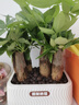 雙盟植物室內綠植盆栽花卉擺件三桿發(fā)財樹(shù)室內招財納福膠盆源頭直發(fā) 曬單實(shí)拍圖