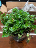 四季常青金魚(yú)花吊蘭盆栽室內綠植花卉多肉植物發(fā)財樹(shù)好養易活客廳 金魚(yú)吊蘭【整盆20-30顆】原盆土 曬單實(shí)拍圖