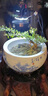臨雅魚(yú)缸水培植物造景水杉樹(shù)苗一木成景水草水生植物活體水養植物盆栽 水培水杉20-30cm(易養/有水就活) 5棵 曬單實(shí)拍圖