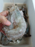 蝦有蝦途青島大蝦無(wú)冰新鮮海蝦白蝦鮮活冷凍大蝦批發(fā)3.6斤凈重 青島大蝦 3.6斤(凈重)  只只分離 18-20cm【超大蝦皇】無(wú)冰 曬單實(shí)拍圖