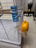 它適雪糕撞針水壺鸚鵡飲水器玄鳳鳥(niǎo)用牡丹過(guò)年自動(dòng)喂水器-芒果黃 曬單實(shí)拍圖