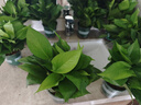 雙盟綠蘿盆栽除甲醛花卉綠植辦公室新房?jì)艋諝?120款10盆源頭直發(fā) 曬單實(shí)拍圖