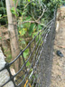 金絲銀網(wǎng) 塑料網(wǎng)圍欄網(wǎng)養殖網(wǎng)養雞圍欄網(wǎng)果園菜園圍欄網(wǎng)格防護隔離柵欄圍 1.2米高50米長(cháng)+扎帶 3厘米孔2.1mm厚【簡(jiǎn)單防護】 曬單實(shí)拍圖