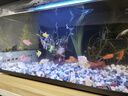 【京東物流】魚(yú)缸水草植物水培蜈松裝飾陰性?xún)艋|(zhì)生態(tài)造景全套 迷你矮皇冠草1支（7-10厘米） 曬單實(shí)拍圖