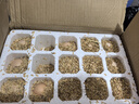 筱諾 新鮮土雞蛋 笨雞蛋 柴雞蛋  現(xiàn)撿現(xiàn)發(fā)破損包賠  單枚40±5g 30枚 曬單實拍圖