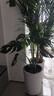 植男植女龜背竹客廳大盆栽大型綠植室內凈化空氣圓盆源頭直發(fā) 曬單實(shí)拍圖